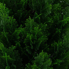Faux 4’ UV Resistant Cedar Tree Indoor and Outdoor, 2-pack
