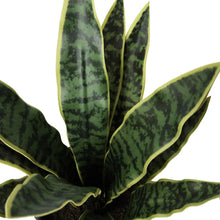 Faux Decorative Plant Trio